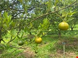 ngop-sau-12-mau-lang-dai-dat-do-brvt-pr7860