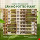 🌥-khoang-troi-xanh-giua-can-ho-potted-plant-🍀-pr7182
